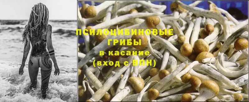 Псилоцибиновые грибы MAGIC MUSHROOMS  купить закладку  Покровск 